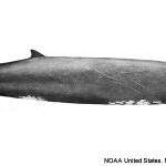 Découverte d’une espèce de baleine à bec dans le Pacifique