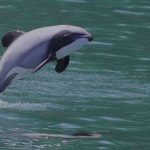 Le dauphin Maui au bord de l’extinction