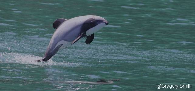 Le dauphin Maui devient l'un des cétacés les plus menacés du  mondeEspèces-menacées.fr