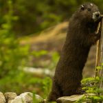 La population de marmottes de Vancouver multipliée par 10 en 13 ans