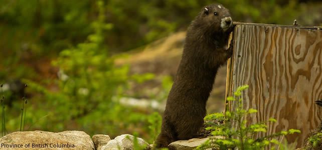 réintroduction marmotte ile de vancouver