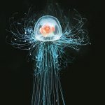 Turritopsis Nutricula, la clé de l’immortalité