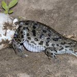 Les bébés crocodiles préviennent avant d’éclore