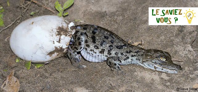 crocodile qui sort de l'oeuf