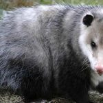 Nouvelle-Zélande : un pays sans rats ni opossums en 2050