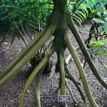 Le palmier marcheur : un arbre capable de se déplacer