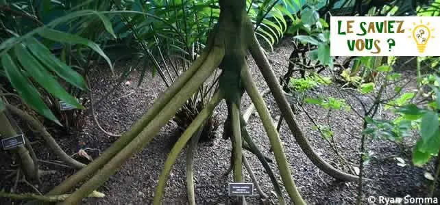 palmier à échasses ou Socratea exorrhiza
