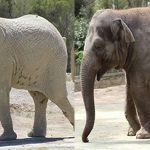 Eléphants d’Afrique ou d’Asie, les principales différences !