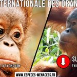 19 août : Journée Internationale des orangs-outans