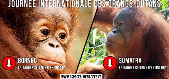 Journée internationale des orangs outans