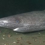 Record : le requin du Groenland peut vivre jusqu’à 400 ans !