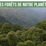 Infographie sur les forêts de notre planète : menaces et enjeux