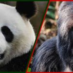 Mise à jour UICN : le panda géant voit le bout du tunnel quand le gorille de l’Est s’enfonce