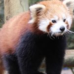 Panda roux : le dangereux déclin du petit panda