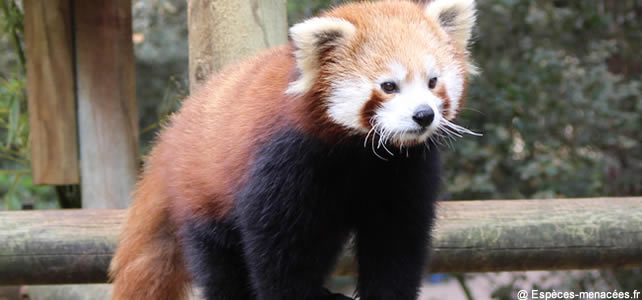 Le Panda Roux Est En Train De Disparaitre De Son Milieu Naturel