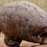 Disparition du pangolin : les institutions se mobilisent enfin