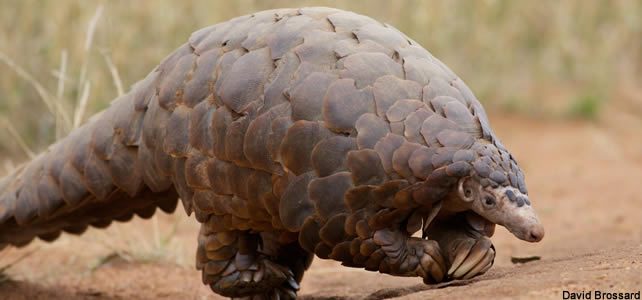 mammifère menacé pangolin