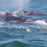 La population de baleines grises occidentales augmente de 50% en 12 ans