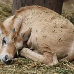 Evénement : première naissance d’un oryx algazelle à l’état sauvage depuis 30 ans