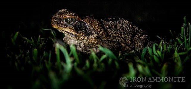 rhinella marina