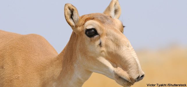 tête de saiga