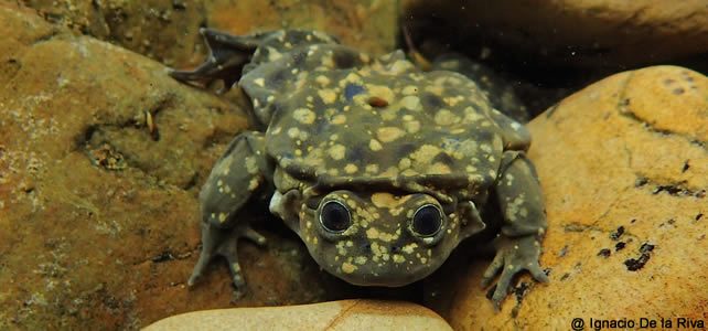 grenouille pérou menacée