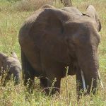 Protection des éléphants d’Afrique : le ni-oui ni-non de la CITES