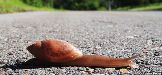 escargot de floride