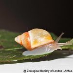 3 espèces d’escargots éteintes dans la nature réintroduites à Tahiti