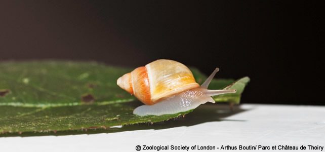 réintroduction escargot