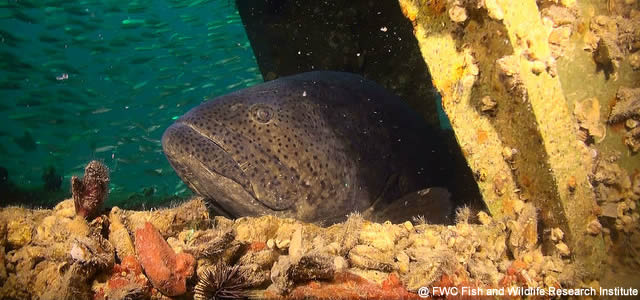 Le mérou goliath (Epinephelus itajara), super prédateur des récifs ...