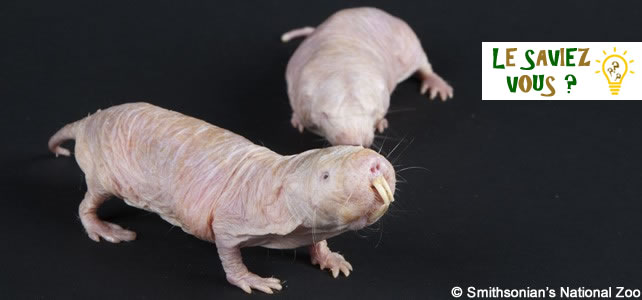 Découvrez les secrets des rats taupes nus, des colonies ...