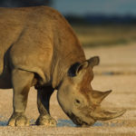 Le rhinocéros noir