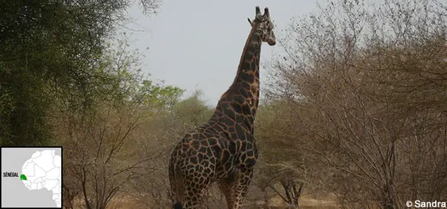 Sénégal : Les animaux en voie de disparition et les espèces  menacéesEspèces-menacées.fr