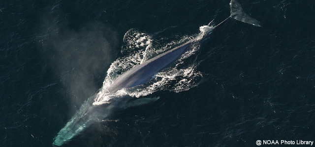 blue whale