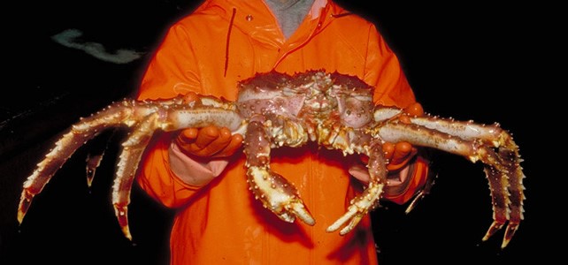 Le crabe royal du Kamtchatka - un crabe géant dans la mer de  BarentsEspèces-menacées.fr