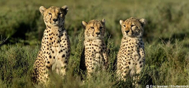 Le Guepard Est Un Felin Plus Menace Qu On Ne Le Pensait Le Guepard Est Un Felin Plus Menace Qu On Ne Le Pensait
