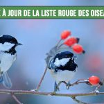 MAJ UICN : 11 121 espèces d’oiseaux recensées dans le monde dont 13 % menacées