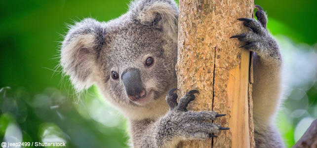 Espèces menacées endémiques d'Australie