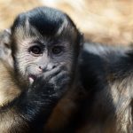 Les singes seraient anatomiquement prêts à parler