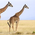 Les girafes ont rejoint la liste rouge des espèces menacées : une information à nuancer