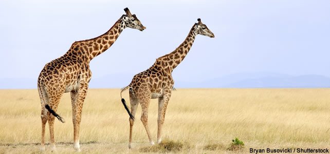 girafe espece menaces