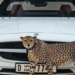 Les riches Emiriens privés de leurs « gros chats »