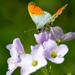 L’Agence française pour la biodiversité est née