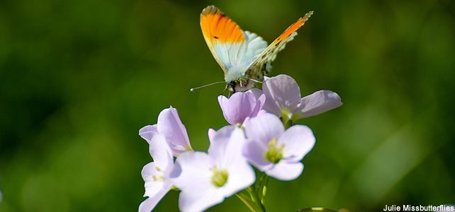 papillon qui butine