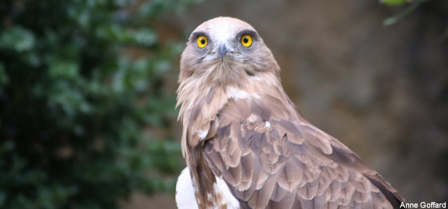 aigle de face