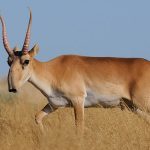Une nouvelle maladie frappe de plein fouet l’antilope saïga