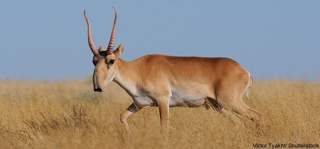 antilope saiga