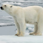 Journée mondiale : l’ours polaire plus que jamais en danger
