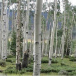 L’arbre le plus vieux du monde est âgé de… 80 000 ans !